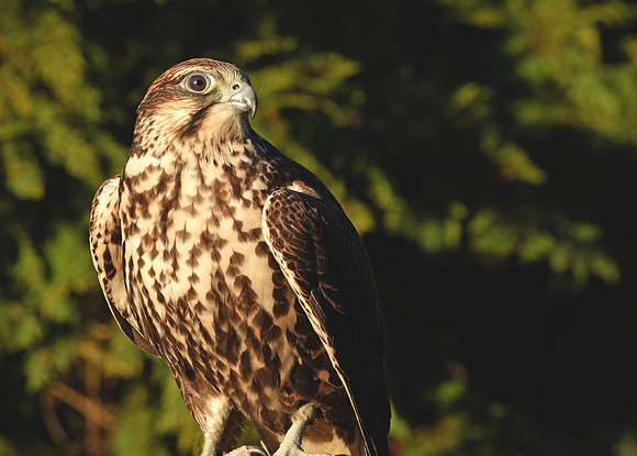 Saker falcon