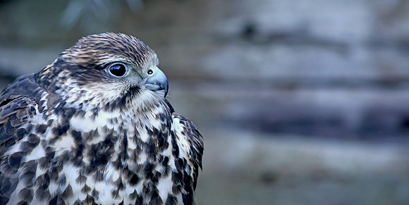 Saker falcon