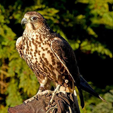 Saker falcon