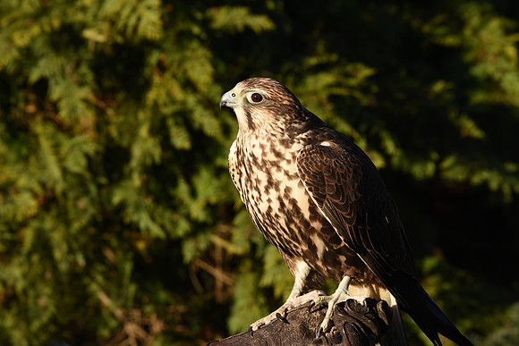 Saker falcon