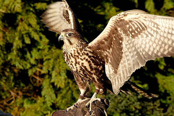 Saker falcon