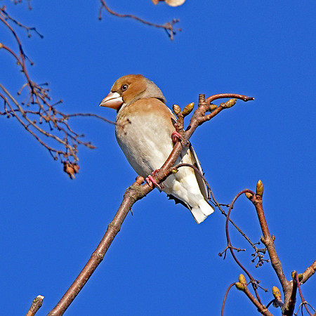 Hawfinch, female