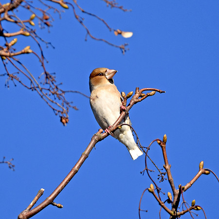 Hawfinch, female
