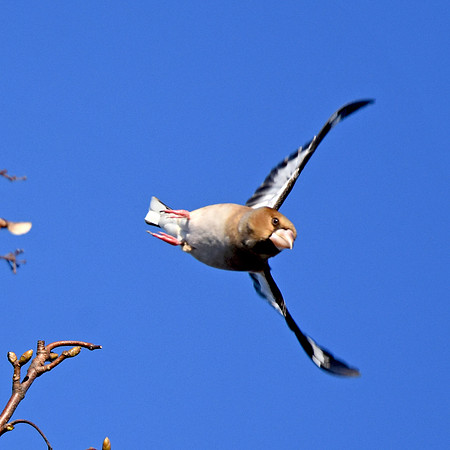 Hawfinch