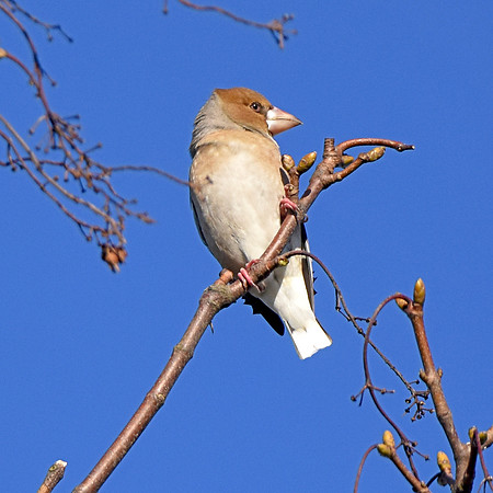 Hawfinch, female