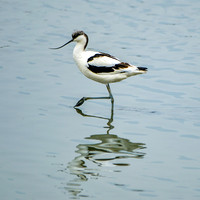 Pied avocet