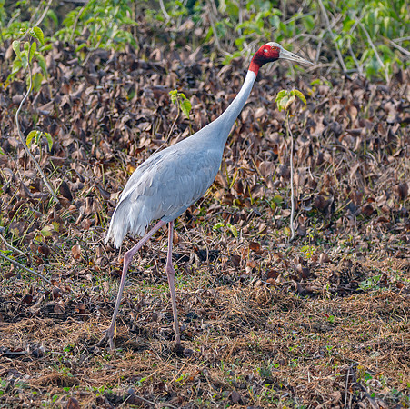 Sarus crane