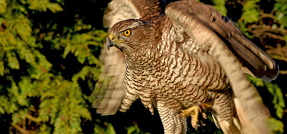 Goshawk