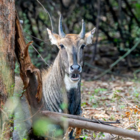 Nilgai / blue bull antelope