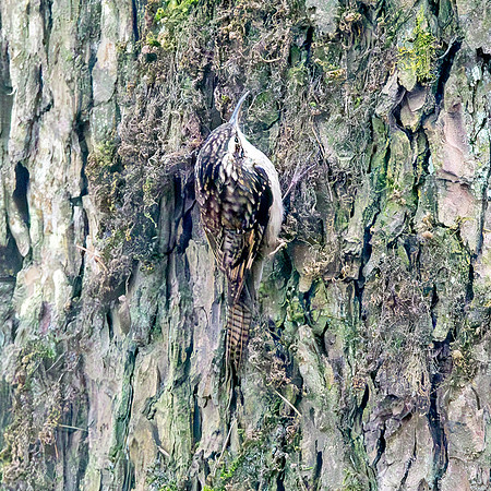 Bar tailed treecreeper