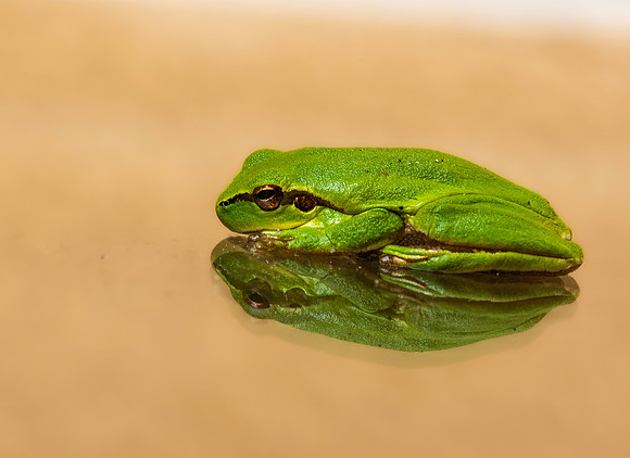 European tree frog
