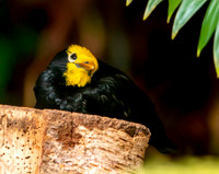 Golden crested myna