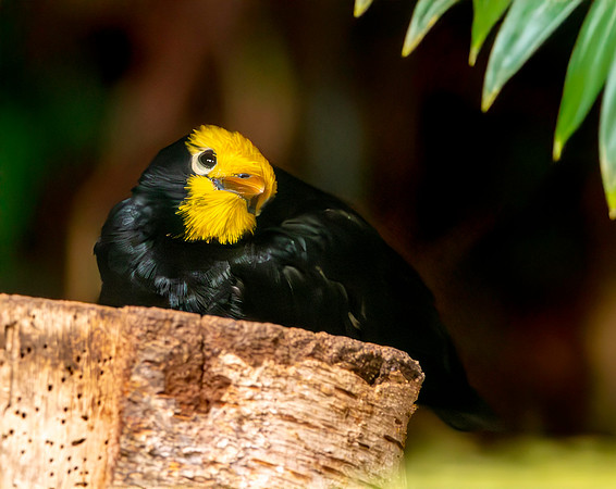 Golden crested myna