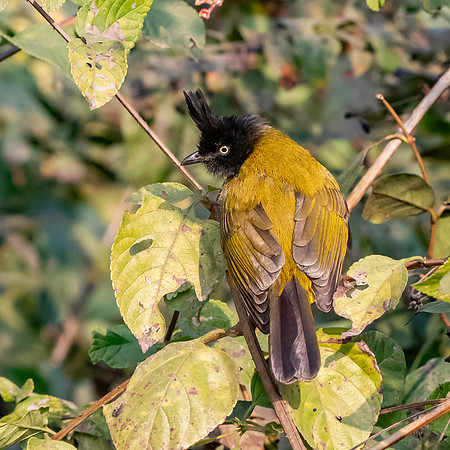 Black crested bulbul