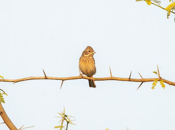 White capped bunting, female