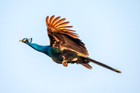 Indian peafowl, flying