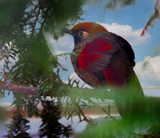 Red tailed laughingthrush