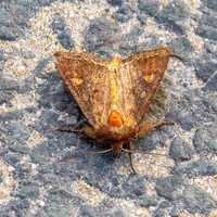 Bright-line brown eye moth
