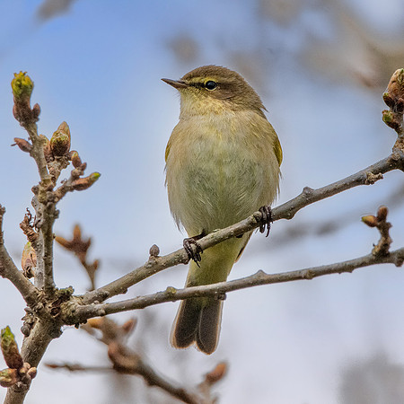Chiffchaff