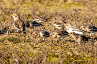 Snow buntings