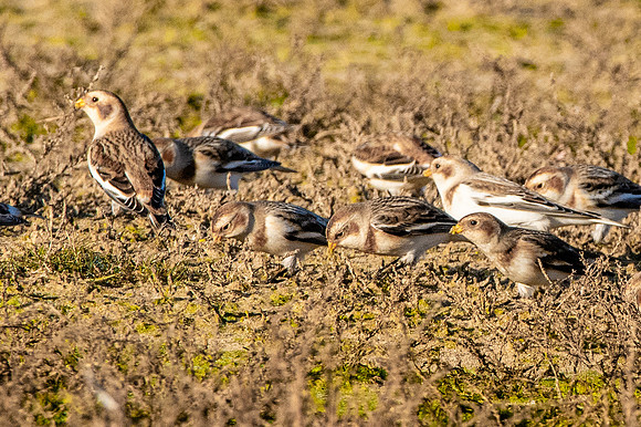 Snow buntings