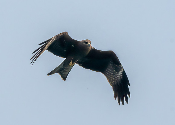 Black kite (Eastern – black eared)