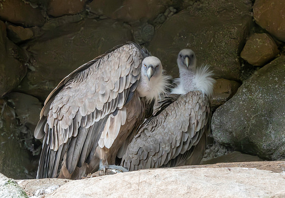 Griffon vulture
