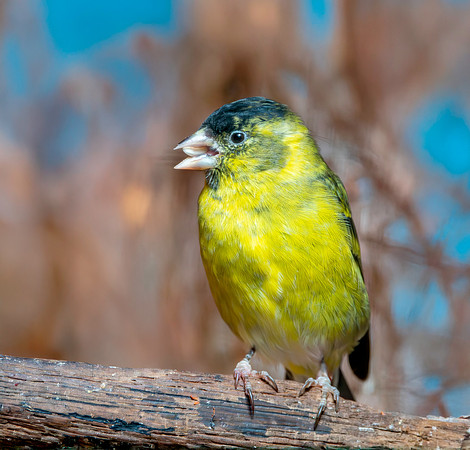 Black chinned siskin, male