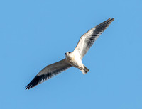 Black winged kite