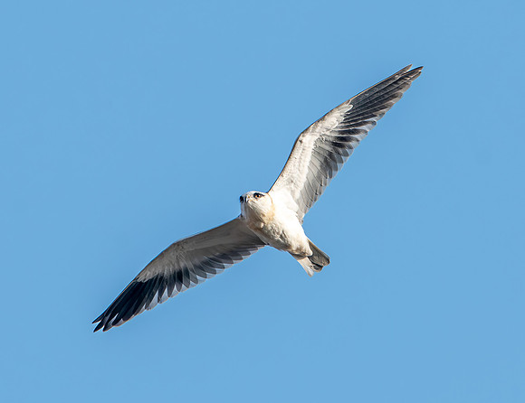 Black winged kite