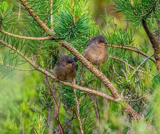 Dartford Warbler