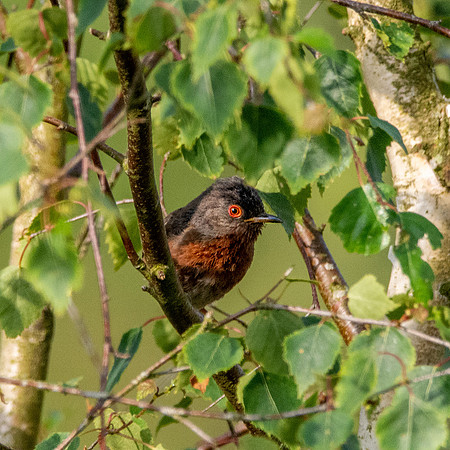 Dartford Warbler