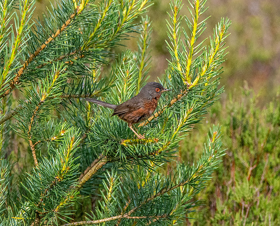 Dartford Warbler