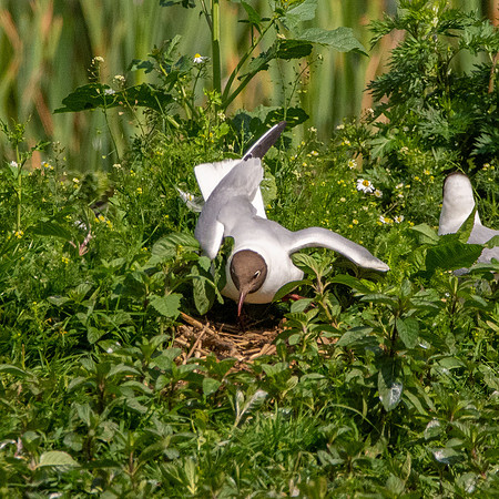 Black headed gull