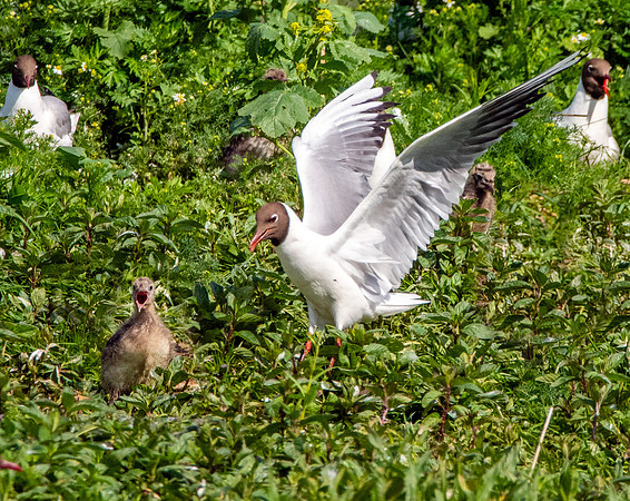 Black headed gull