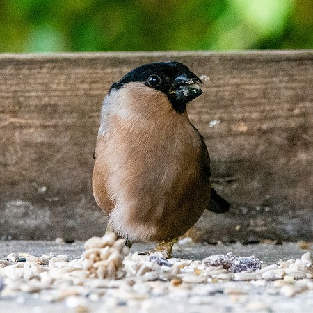 Bullfinch, female