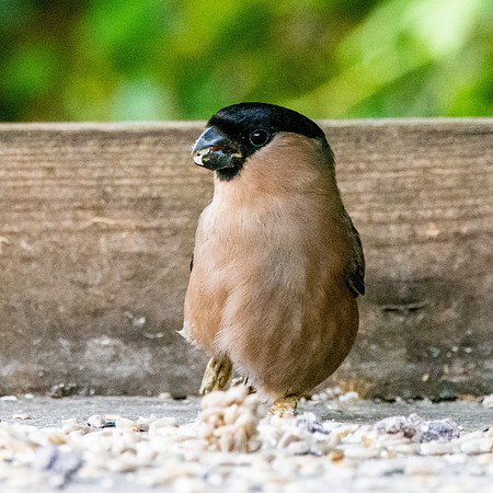 Bullfinch, female