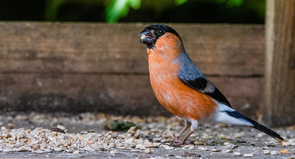 Bullfinch, male
