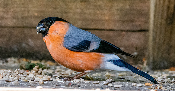 Bullfinch, male