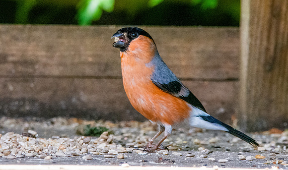 Bullfinch, male