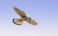 Common Eurasian kestrel