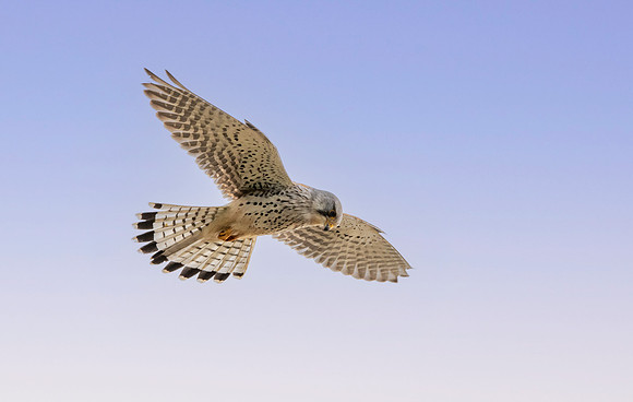 Common Eurasian kestrel