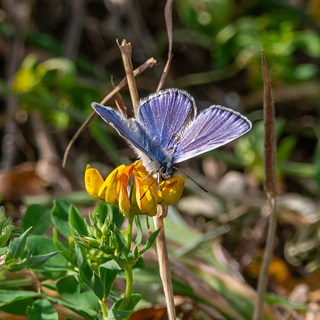 Common blue