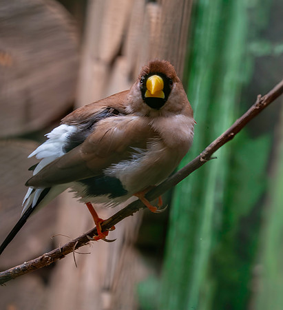 Masked finch