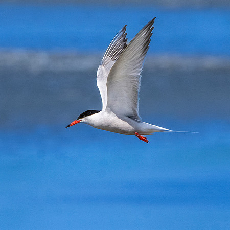 Common tern