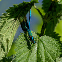 Banded demoiselle