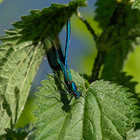 Banded demoiselle