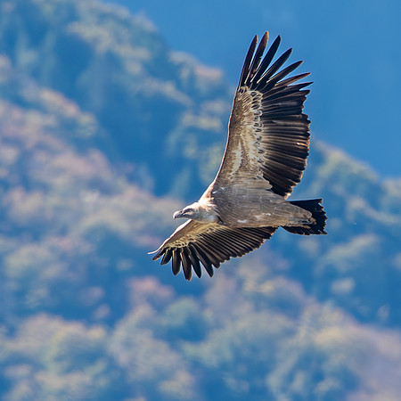 Griffon vulture