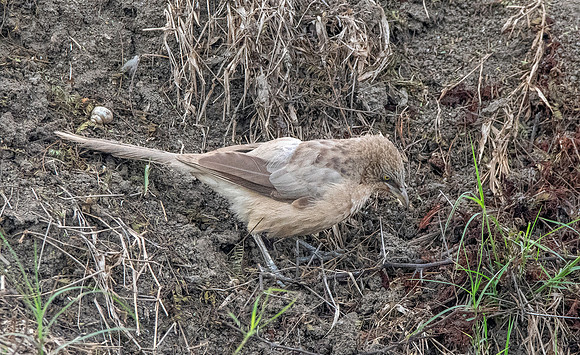 Large grey babbler