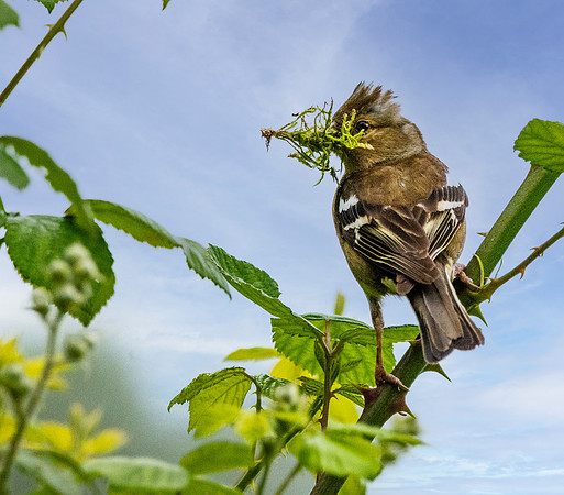 Chaffinch, female